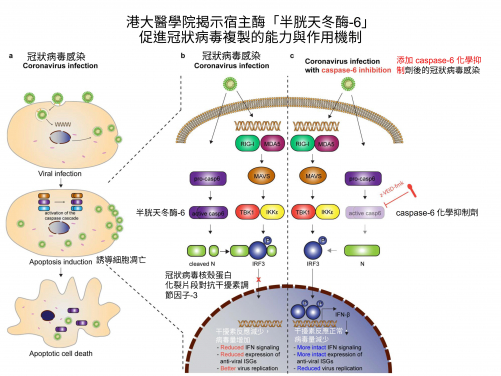 港大醫學院研究揭示
冠狀病毒如何利用宿主的抗病毒防禦機制進行高效複製
 